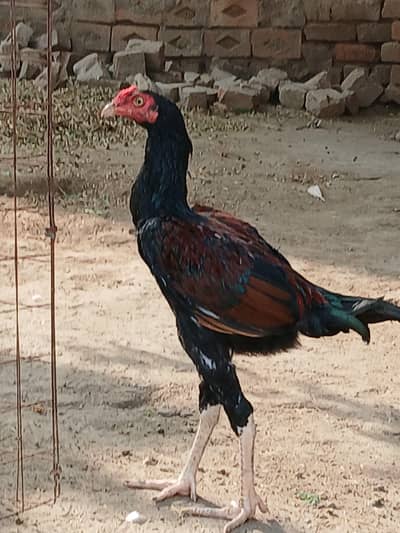Aseel Thai Kmaliya Aseel for sale