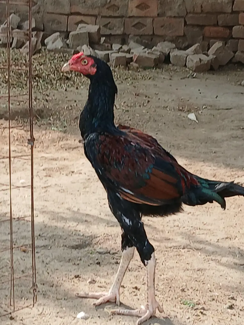 Aseel Pathy for sale in okara sahiwal — photo 2