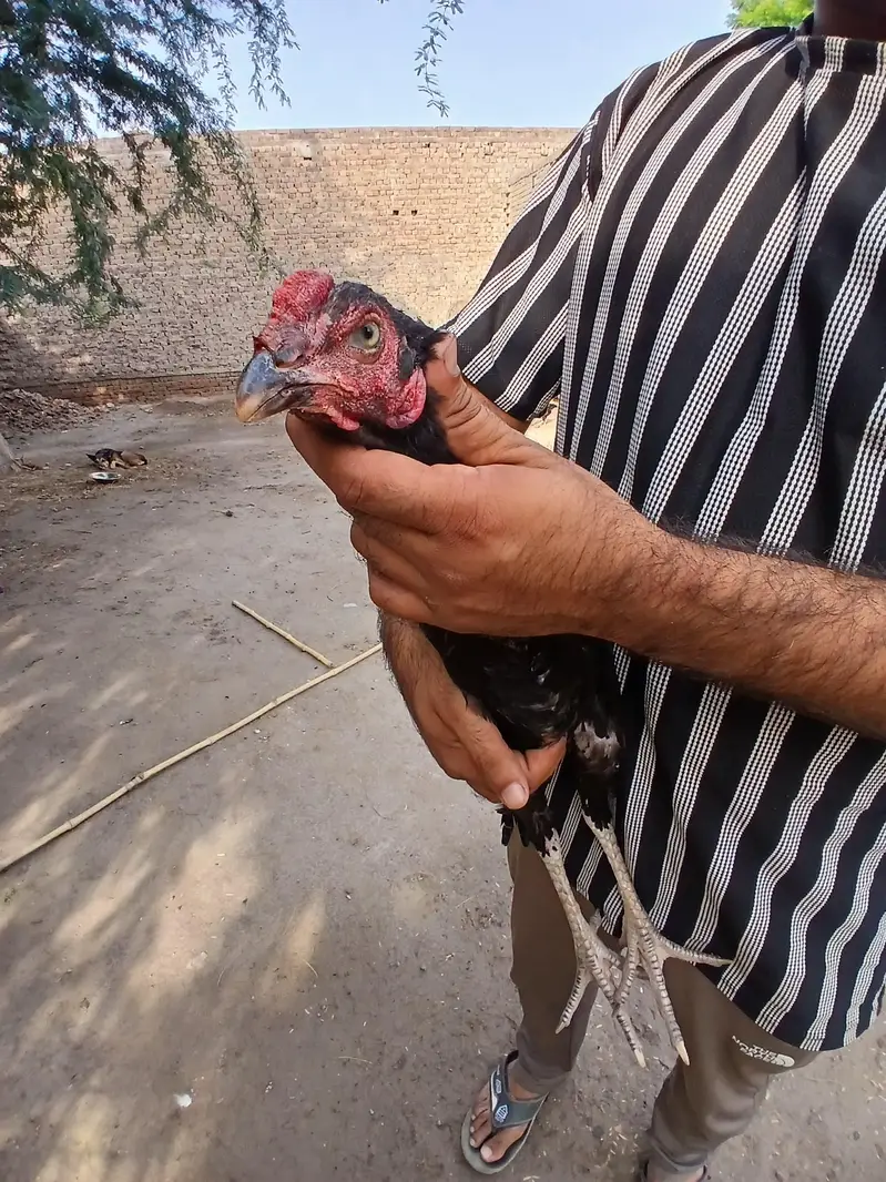 Aseel Pathy for sale in okara sahiwal — photo 3