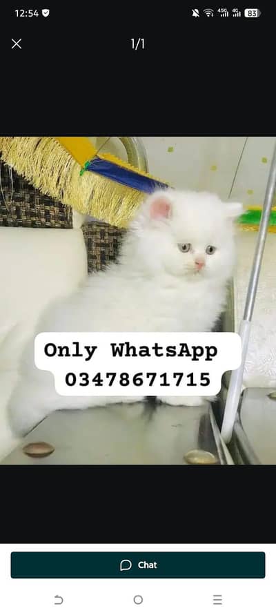 Persian cat 2month vaccinated