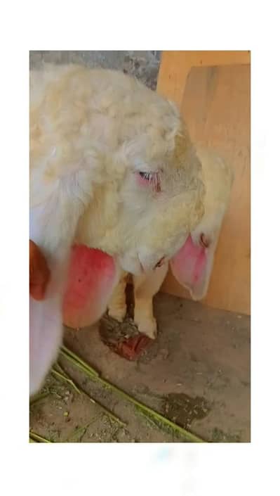 gulabi kajla top quality full D face