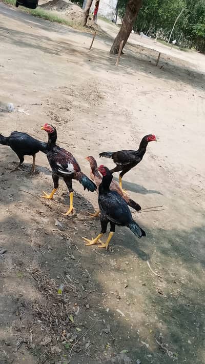 Aseel Mianwali chickens male , age 8 months