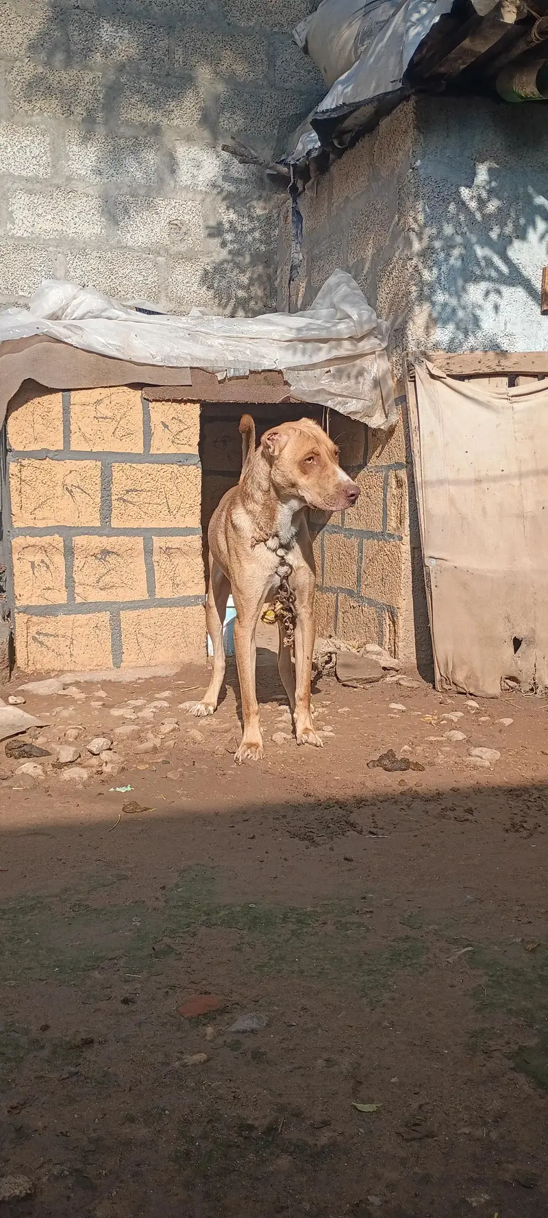 best security dog  2 month ka tha tab sa  security pa laga hua ha — photo 2