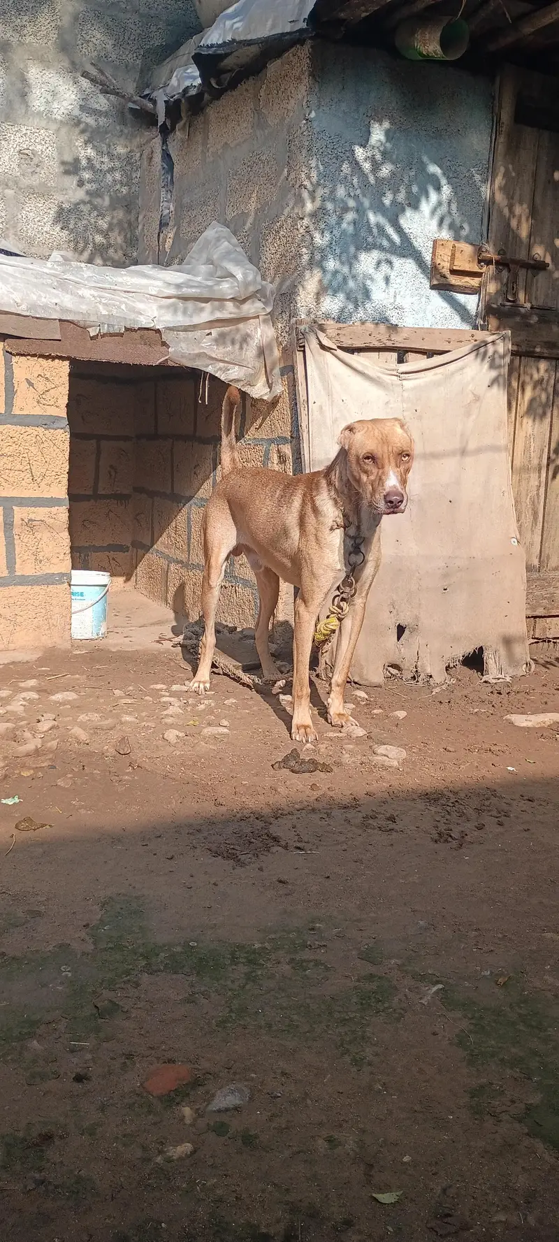 best security dog  2 month ka tha tab sa  security pa laga hua ha — photo 3