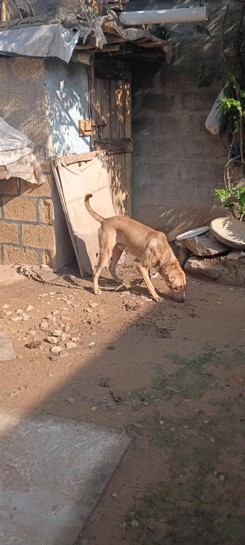 best security dog  2 month ka tha tab sa  security pa laga hua ha — photo 4