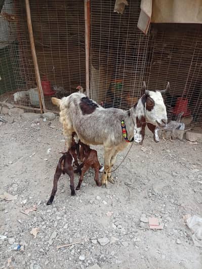 Kamori Bakri 2 Bachon Nar Madi K Sath