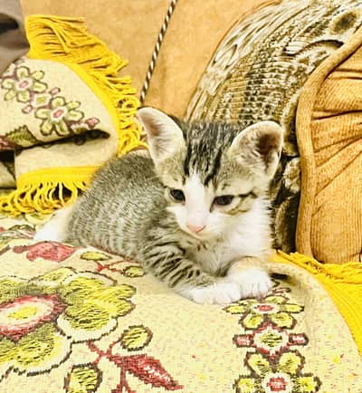 Kitten grey