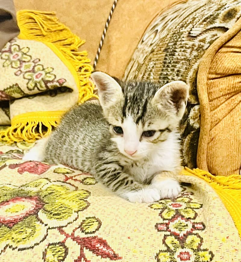 Kitten grey 0