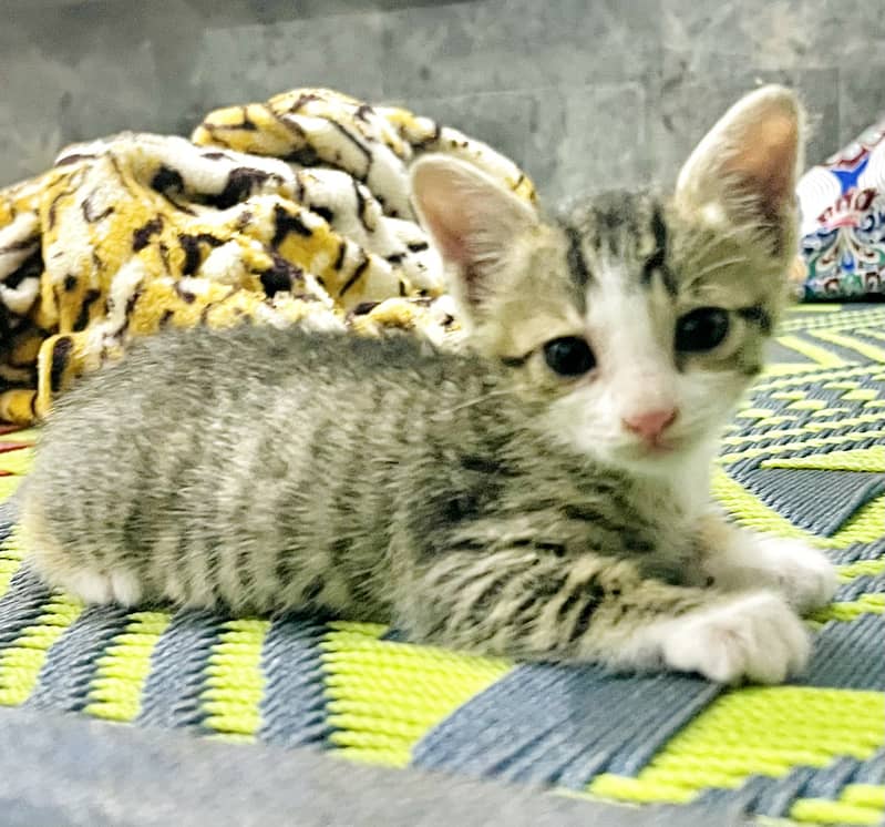 Kitten grey 1