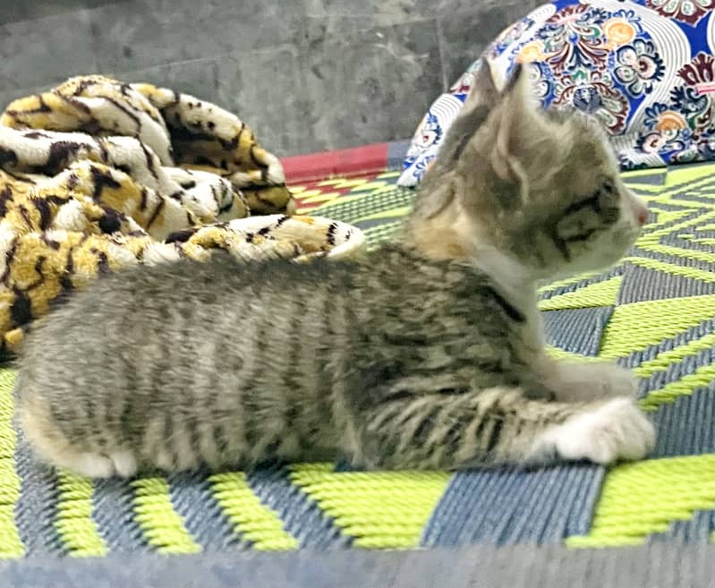 Kitten grey 2