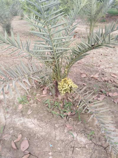 Halawi Khajoor Ka Bache - 50 Plants - Faisalabad