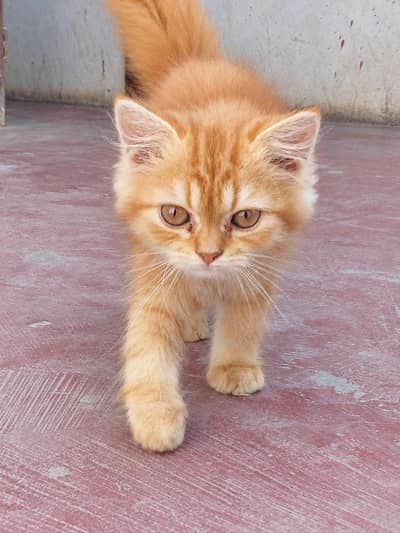 Brown Persion Cat