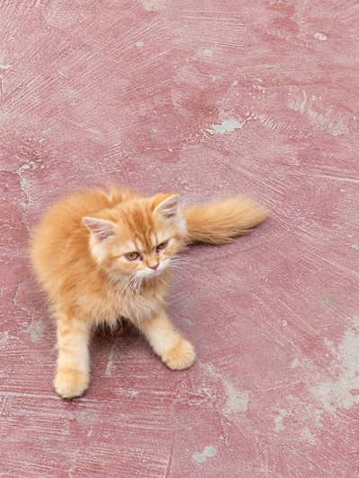 Brown Persion Cat