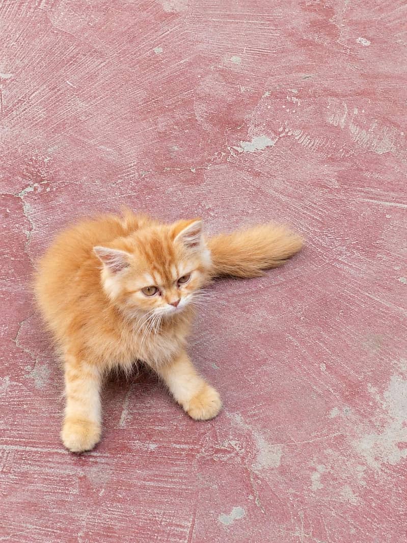 Brown Persion Cat 0