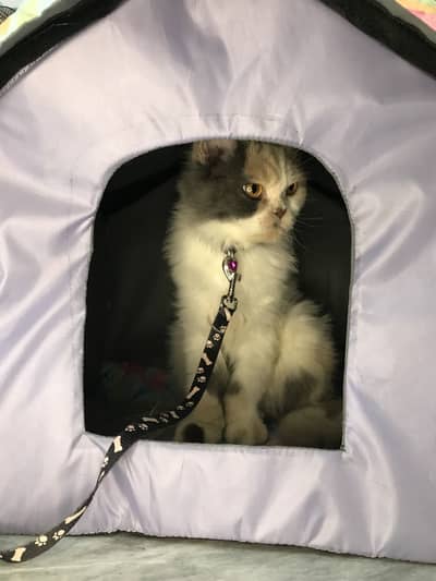 Want to sale this cat
