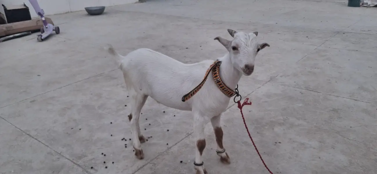 Sallam mai apna ghar  ka palay  howay vip bakray sale kar raha hun — photo 6