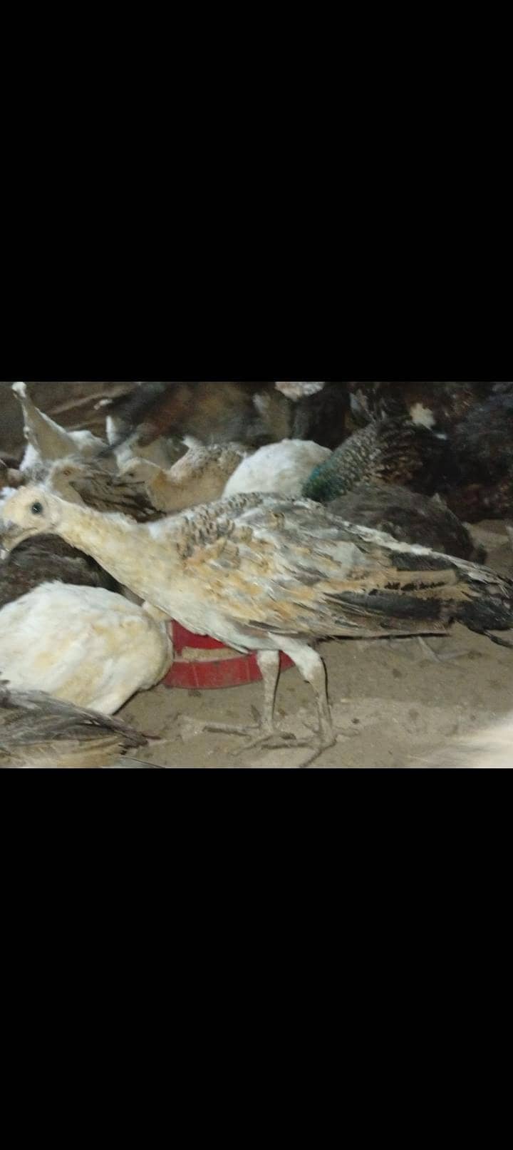 Peacock 0