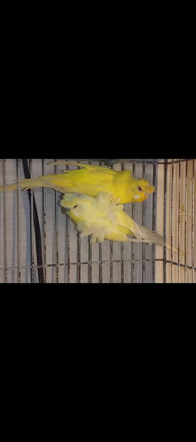 hogoromo nice Bird