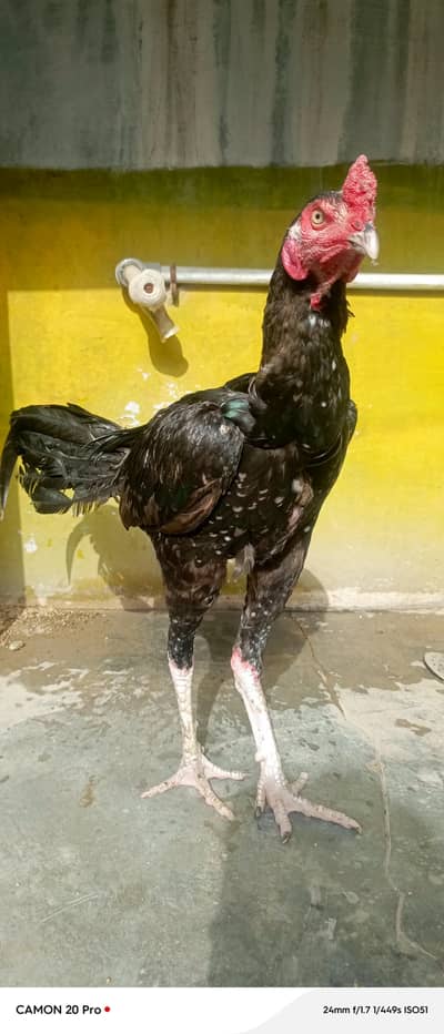 black mushka
