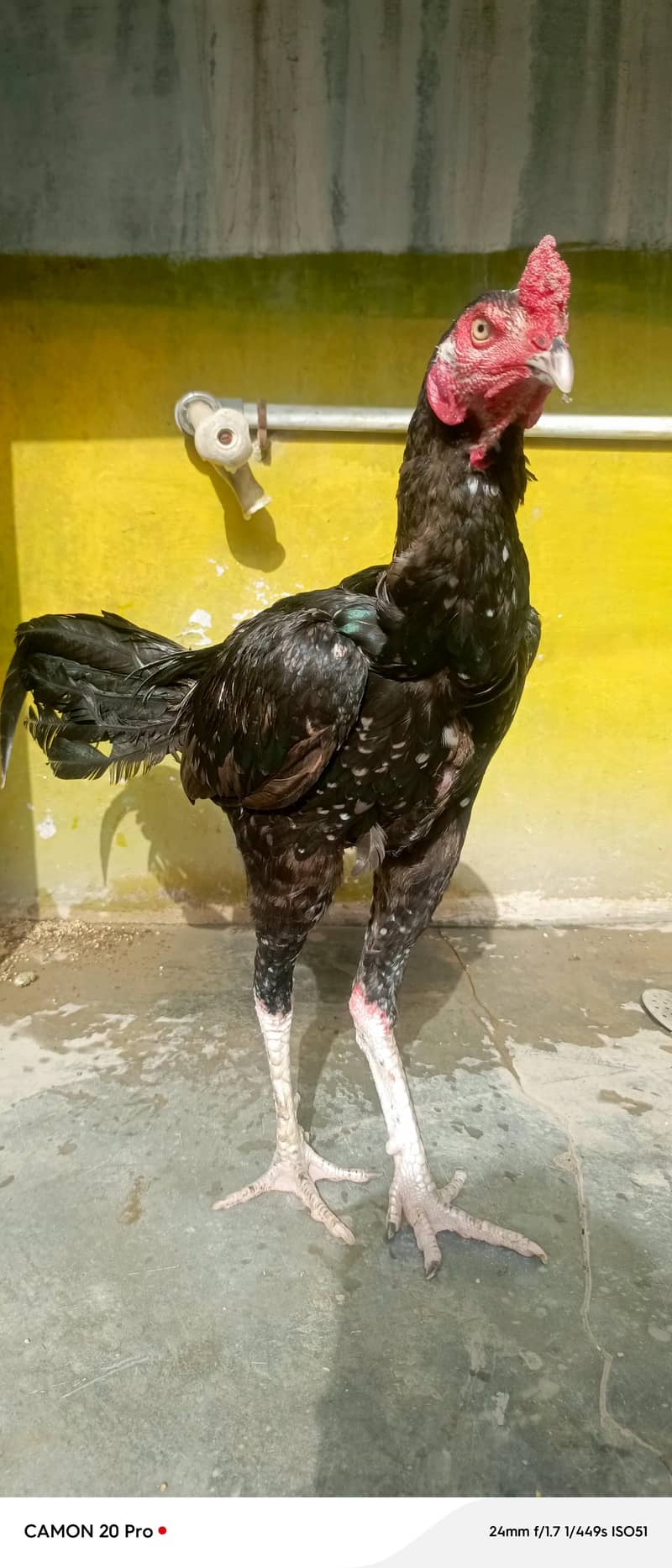 black mushka 0