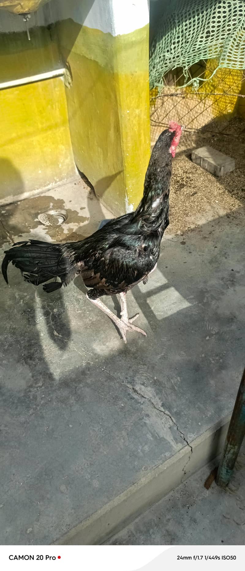 black mushka 4