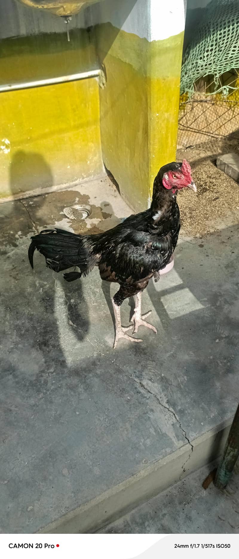 black mushka 5