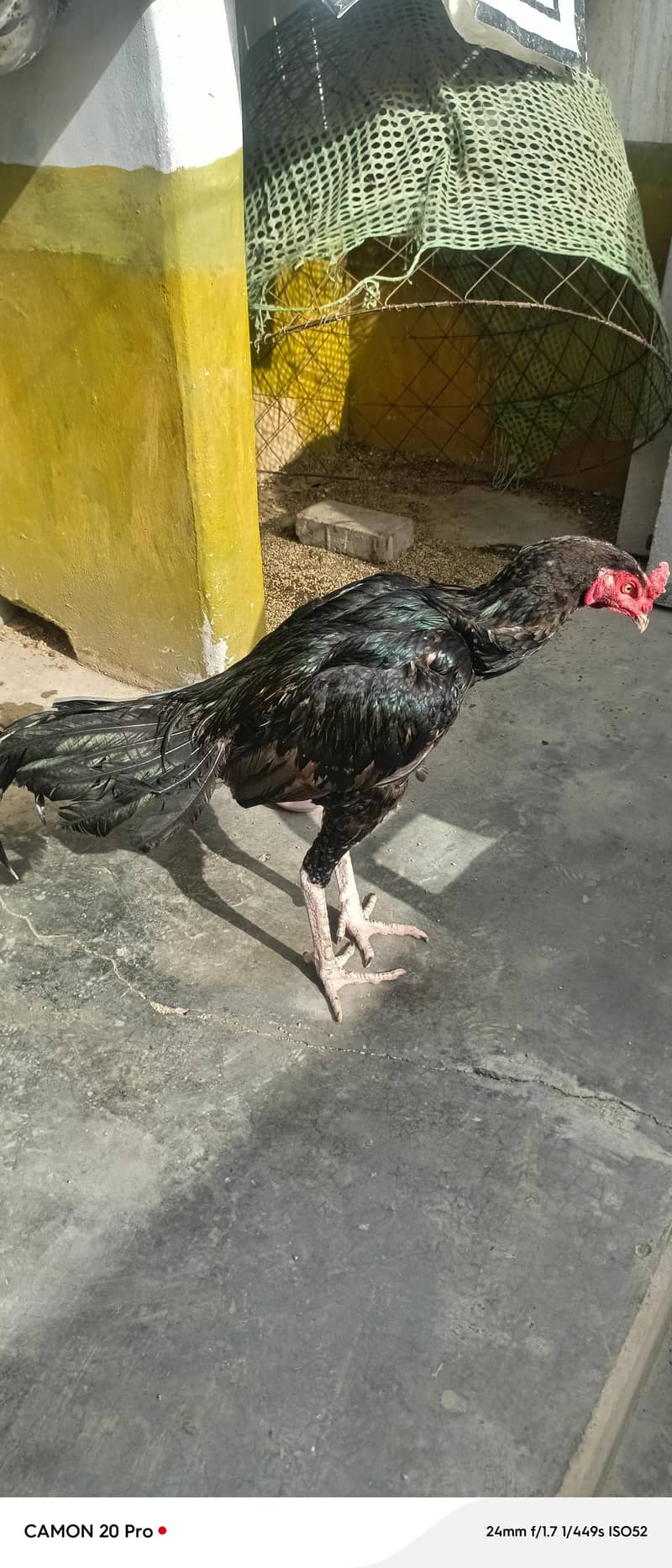 black mushka 6