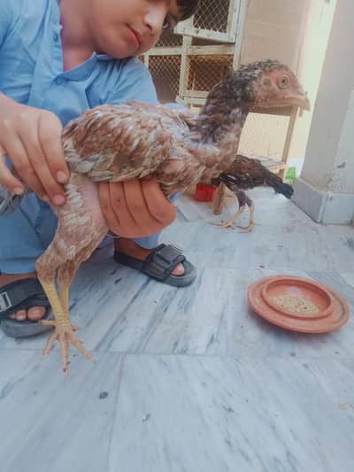 Aseel pair and double story cage for sale