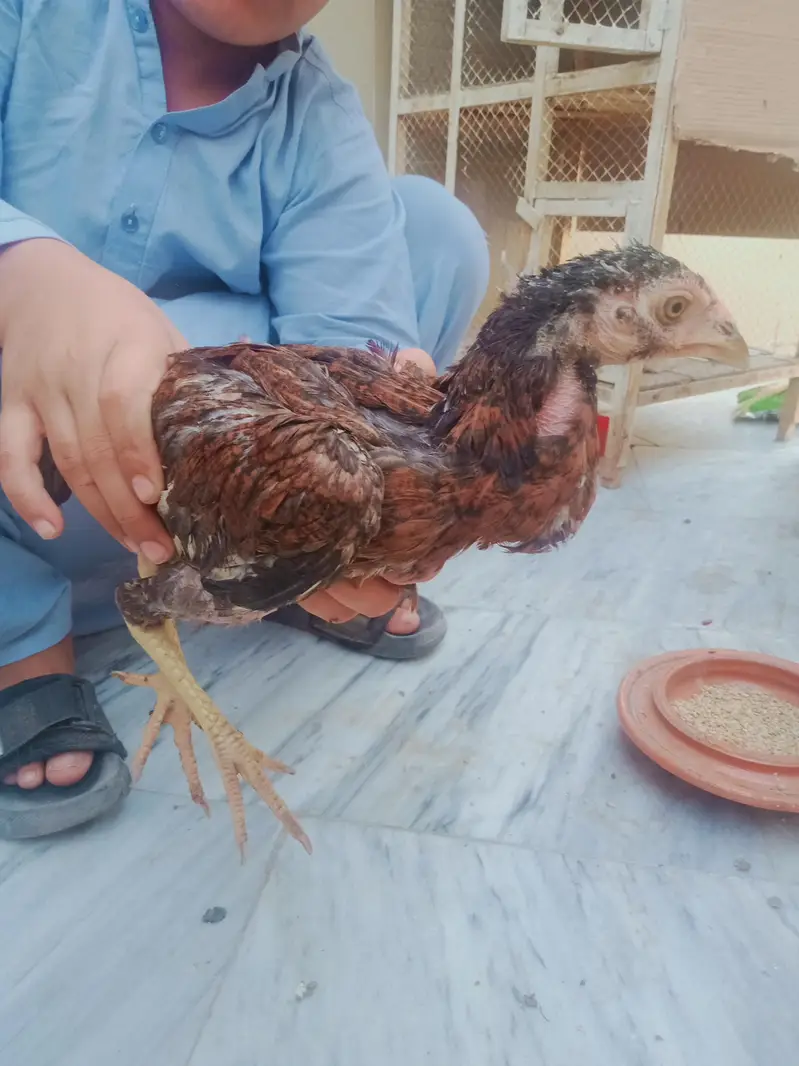 Aseel pair and double story cage for sale — photo 2