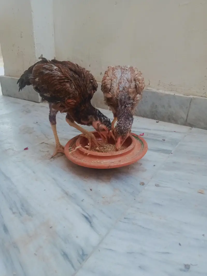 Aseel pair and double story cage for sale — photo 3