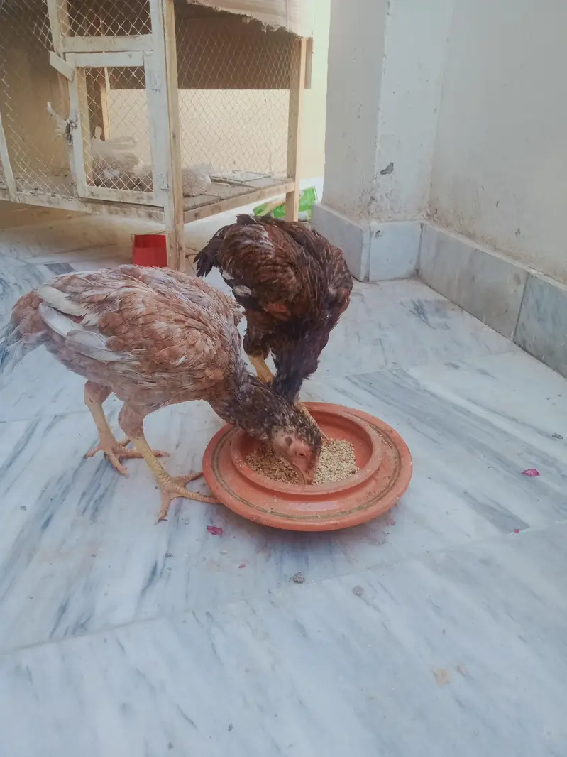 Aseel pair and double story cage for sale — photo 4