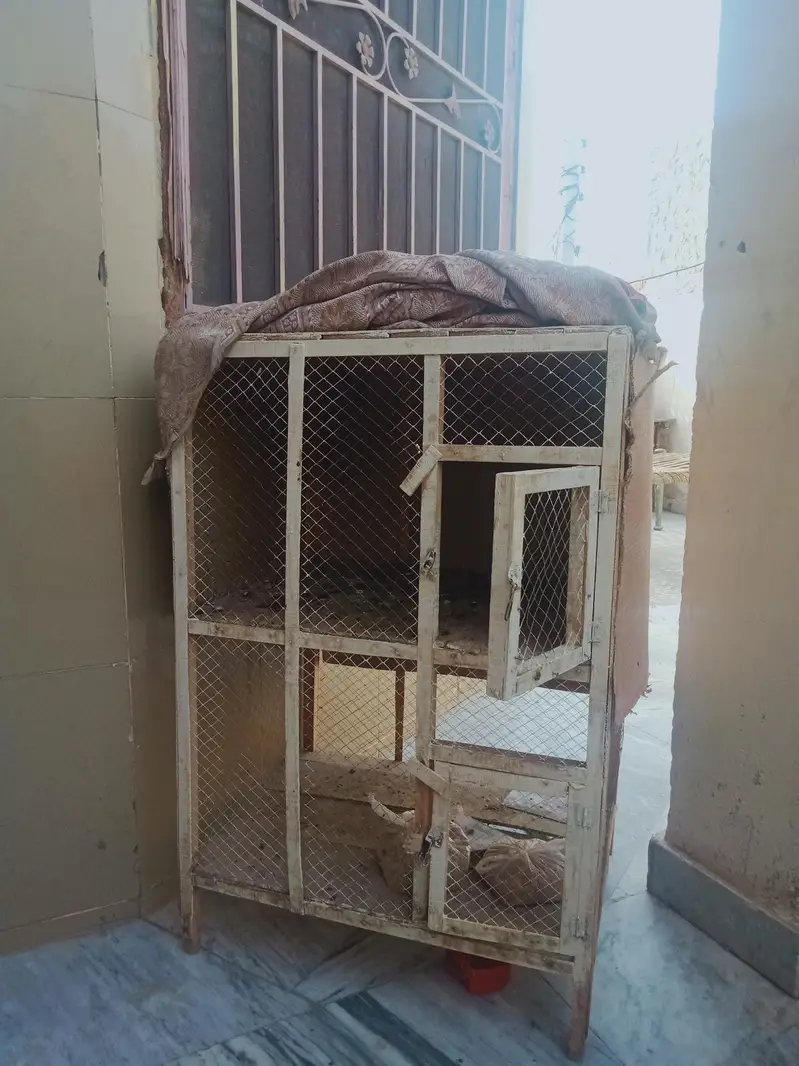 Aseel pair and double story cage for sale — photo 6