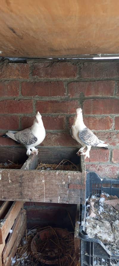 sentinent pegion and mukhi pigeon