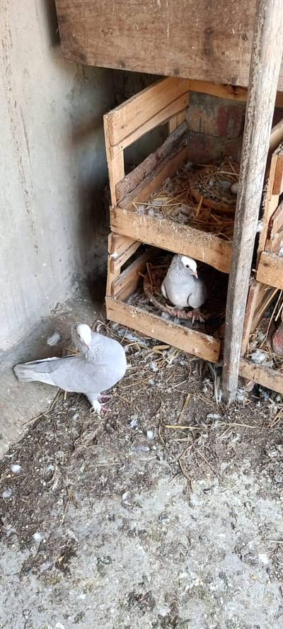 mukhi pigeon