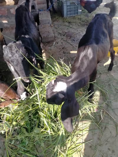 achi nasal ke betal nar 2027 ke qurbani k ly