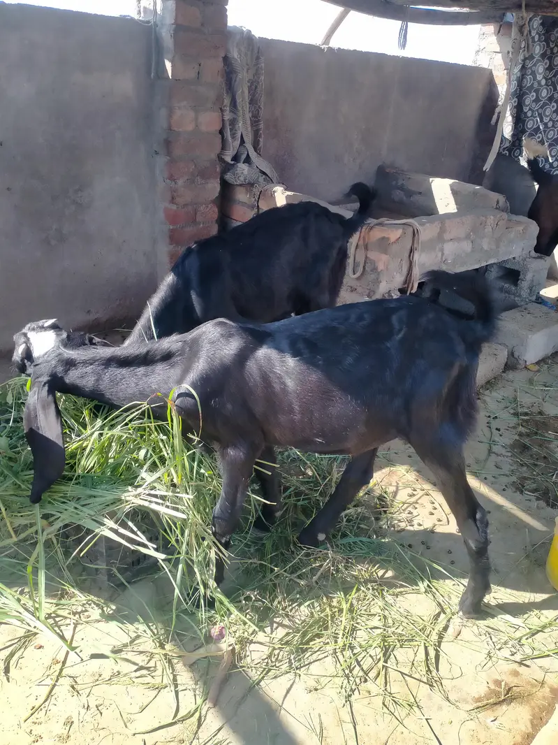 achi nasal ke betal nar 2027 ke qurbani k ly — photo 2
