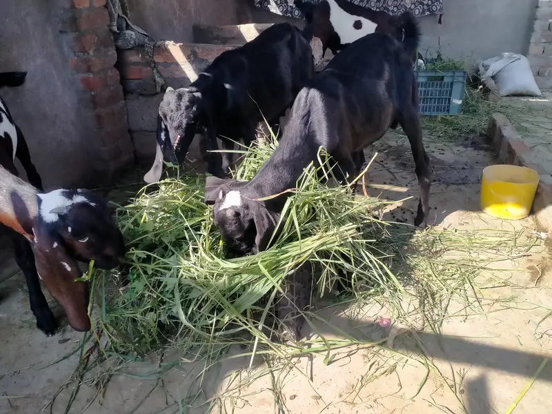achi nasal ke betal nar 2027 ke qurbani k ly — photo 3