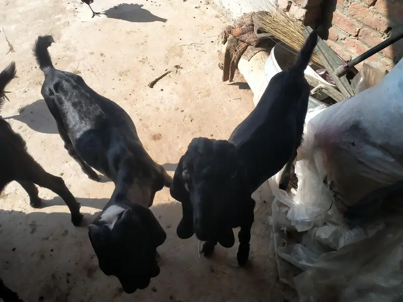 achi nasal ke betal nar 2027 ke qurbani k ly — photo 4