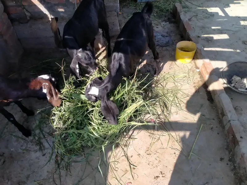 achi nasal ke betal nar 2027 ke qurbani k ly — photo 5