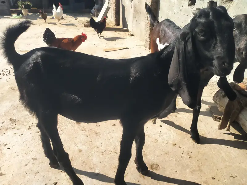 achi nasal ke betal nar 2027 ke qurbani k ly — photo 6