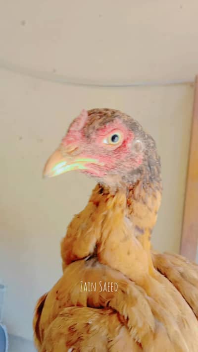 Pure Aseel Female - 1 Saal - Anda Dene Wali Murghi For Sale