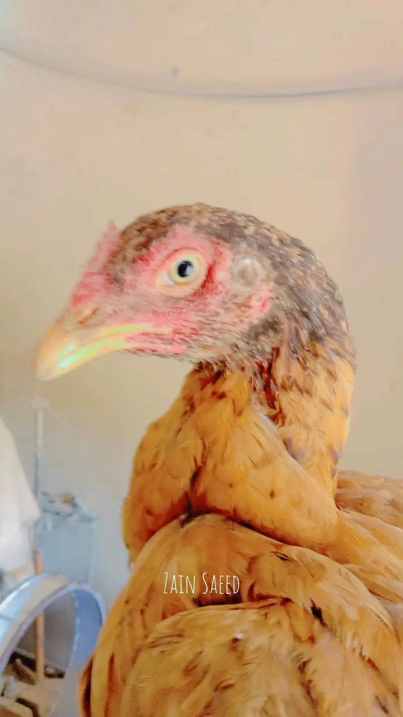 Pure Aseel Female - 1 Saal - Anda Dene Wali Murghi For Sale — photo 2