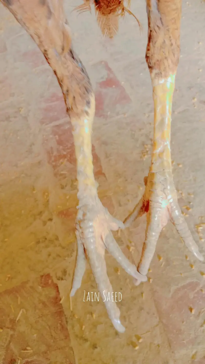 Pure Aseel Female - 1 Saal - Anda Dene Wali Murghi For Sale — photo 3