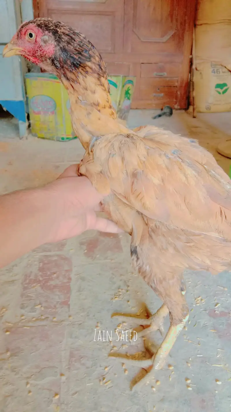 Pure Aseel Female - 1 Saal - Anda Dene Wali Murghi For Sale — photo 4