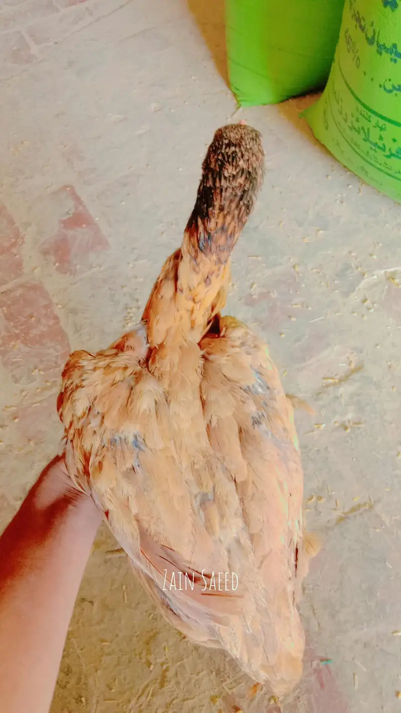 Pure Aseel Female - 1 Saal - Anda Dene Wali Murghi For Sale — photo 5
