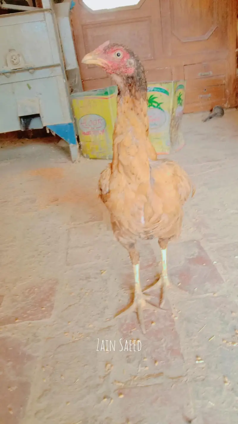 Pure Aseel Female - 1 Saal - Anda Dene Wali Murghi For Sale — photo 6
