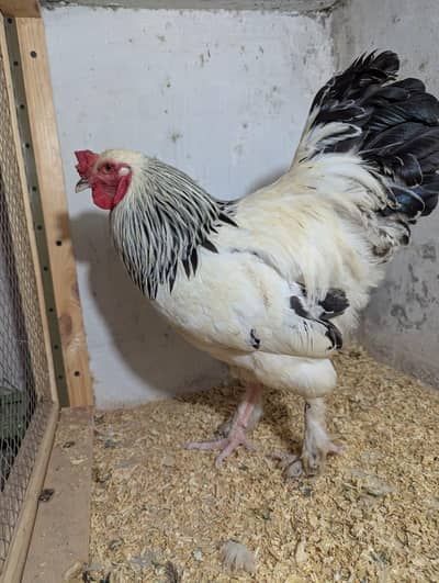 Light Brahma Breeder pair pure quality Multan.