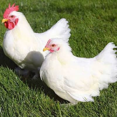 bantam hen Pairs For sale