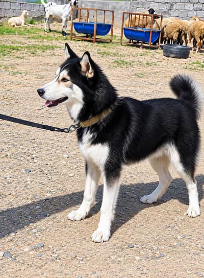 Siberian Husky Dog