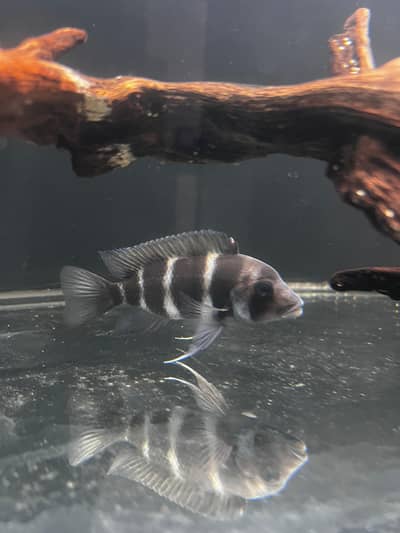 Frontosa